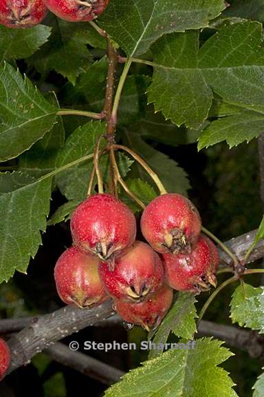 crataegus pinnatifida 5 graphic